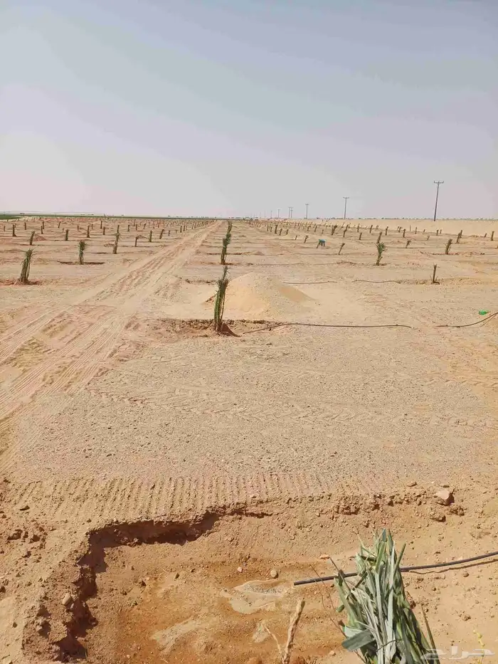 يوجد لدينا فسايل نخيل خلاص حساء 18