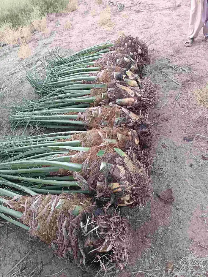 نخل للبيع مثمر القصيم رياض الخبراء بريده عنيزه الرس نخيل 7