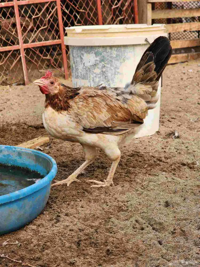ديك عربي أصيل مع دجاجتين بلدي 7