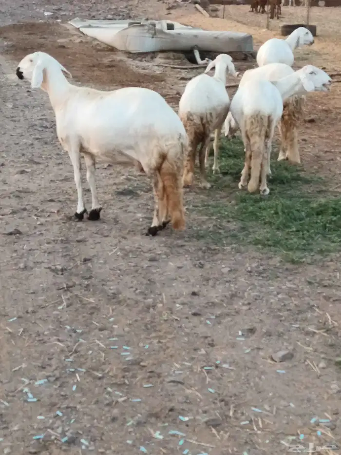5 ضان سواكن 4