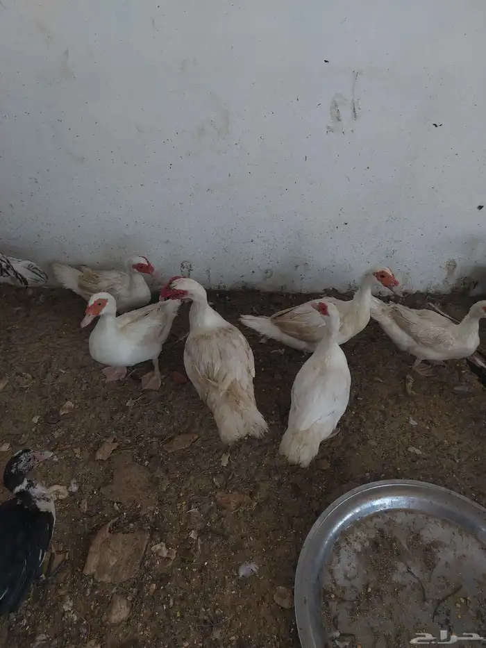بط مصري منتج 1