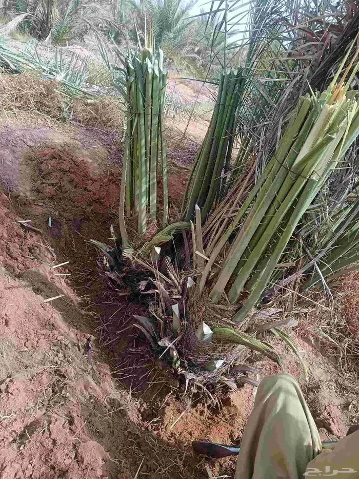 نخل للبيع مثمر القصيم رياض الخبراء بريده عنيزه الرس نخيل 2