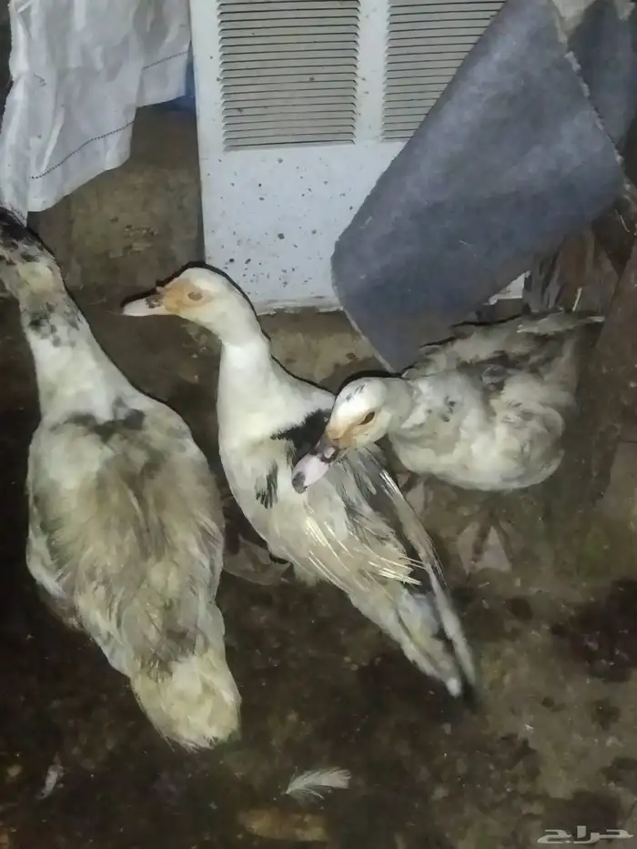 ذكر بط للبيع مصري وثلاث اناثي 1