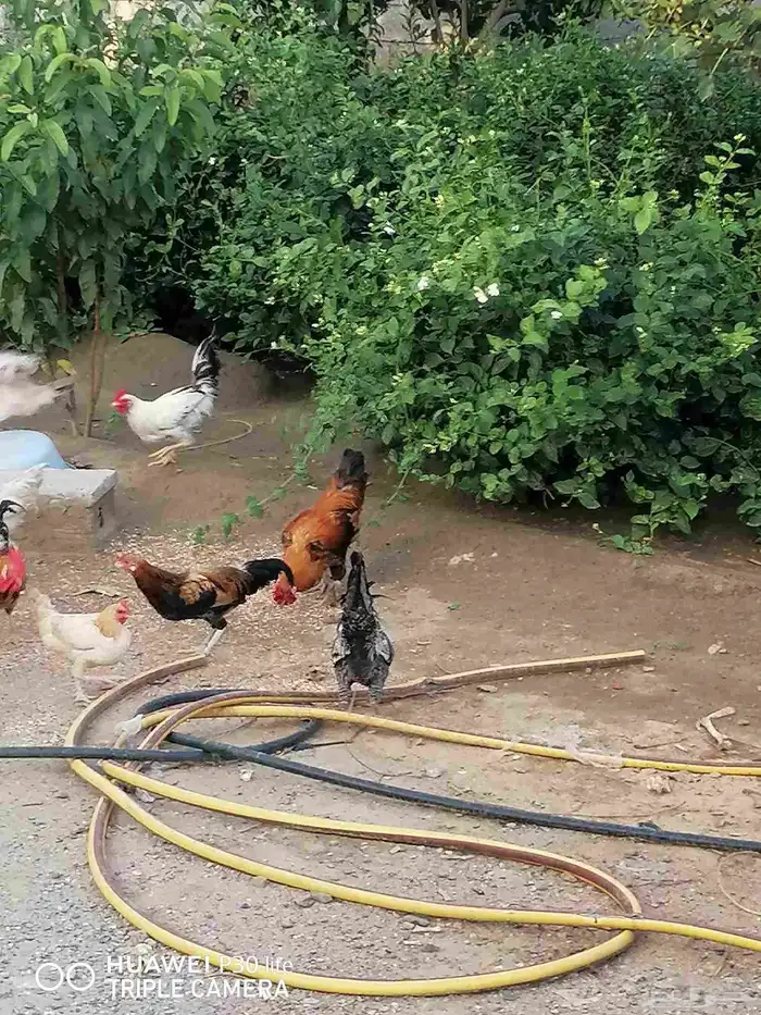 الدجاج للبيع 7