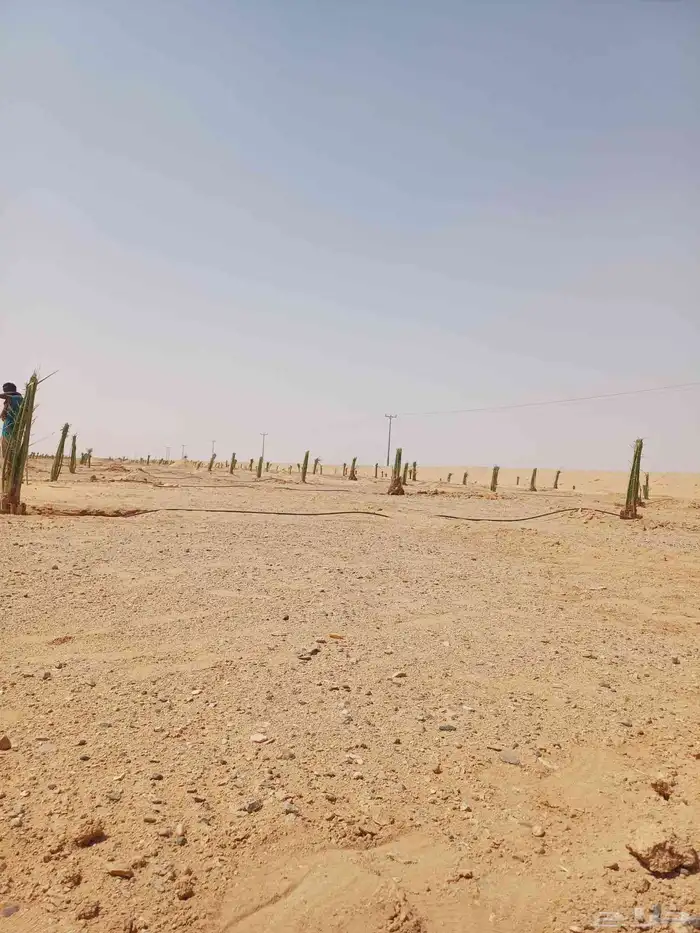 يوجد لدينا فسايل نخيل خلاص حساء 12