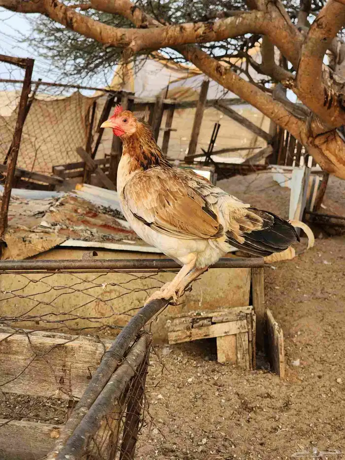 ديك عربي أصيل مع دجاجتين بلدي 6