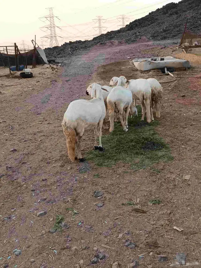 5 ضان سواكن 2
