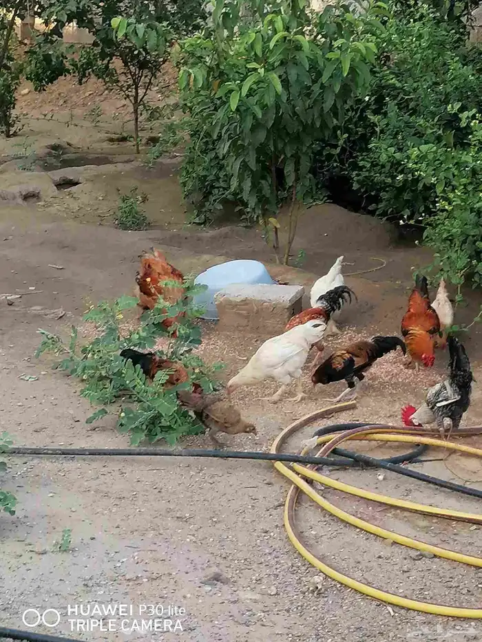 الدجاج للبيع 0