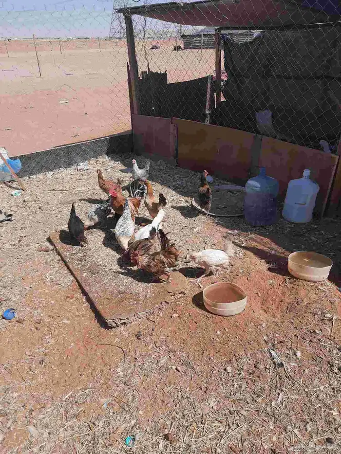 عدد 11دجاج بياض 35 جوز حمام قنادي وقطايف 2