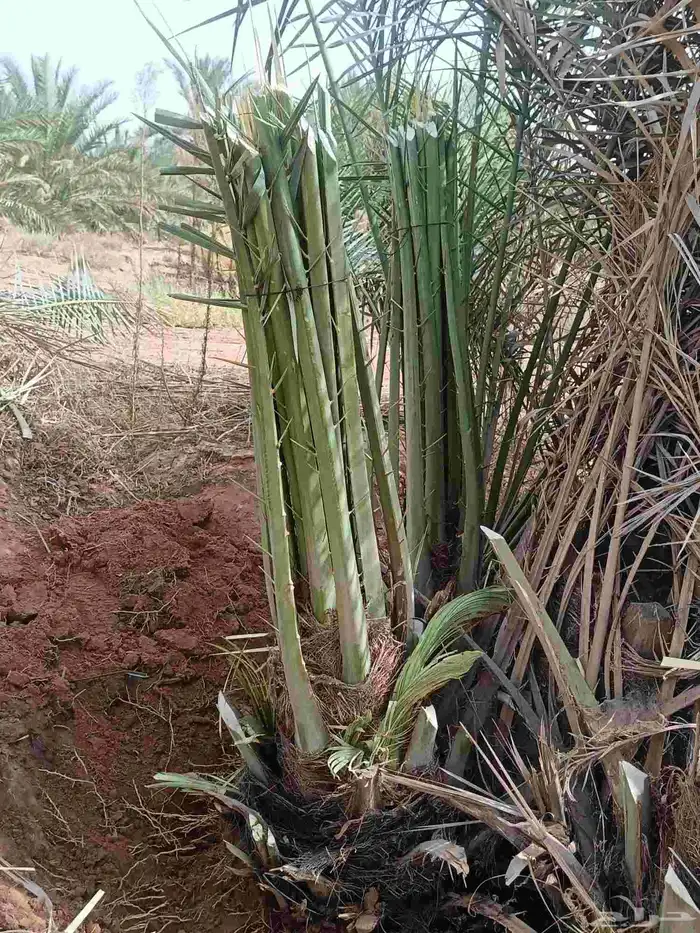 نخل للبيع مثمر القصيم رياض الخبراء بريده عنيزه الرس نخيل 4