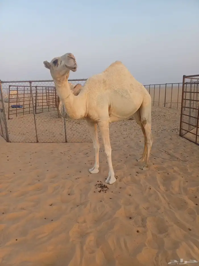 جذعه وضحا ضروبه 0