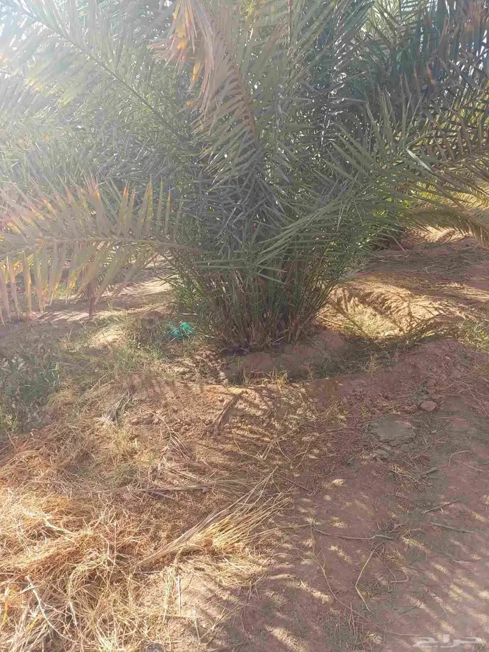 يوجد لدينا فسايل نخيل خلاص حساء 7