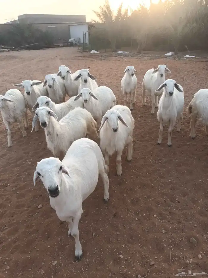 طليان للبيع 0