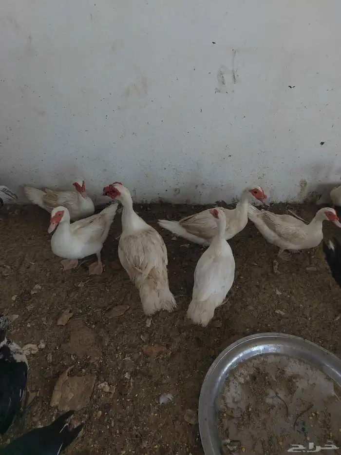 بط مصري منتج 2