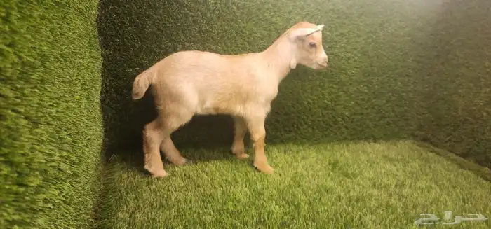 جفرة قزم حلوة اليفة عمر اسبوعين الاحساء 0