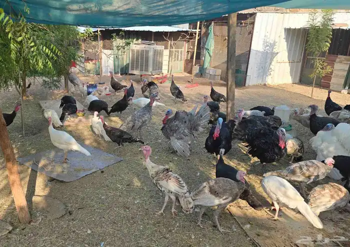 للبيع دجاج رومي 2