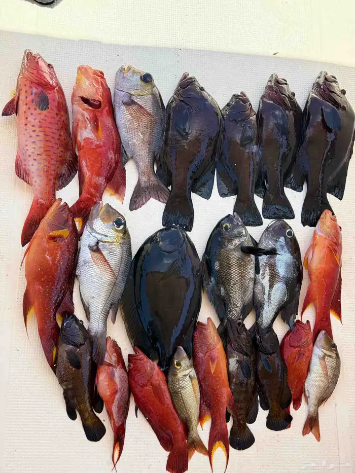 طلعات بحر جدة صيد احترافية جزيرة بياضة ابوطير سباحه استجمام 2