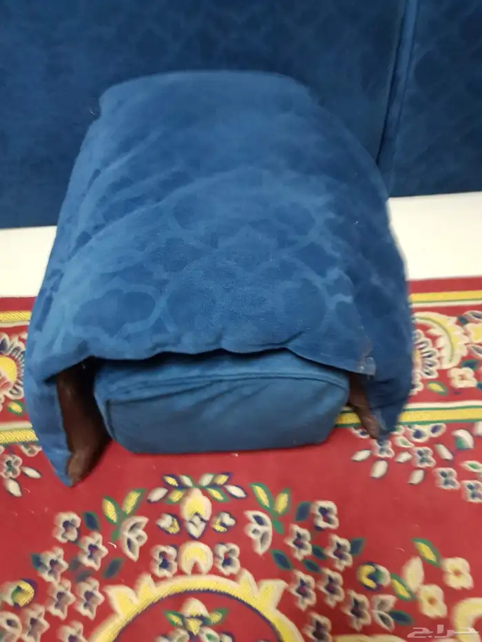 مجلس مساند ظهر للبيع 7