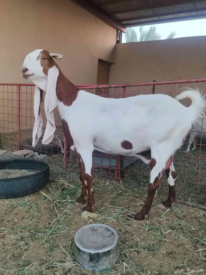 عنز هولندية 1
