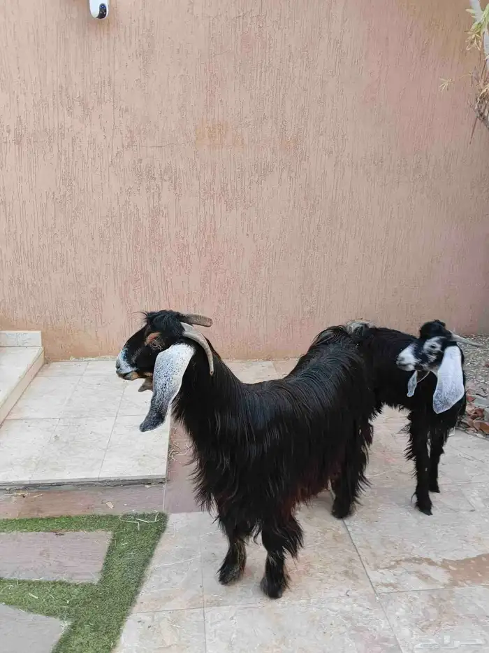 عنز عارضيه رباع يتبعها تيس ذبيحه 3