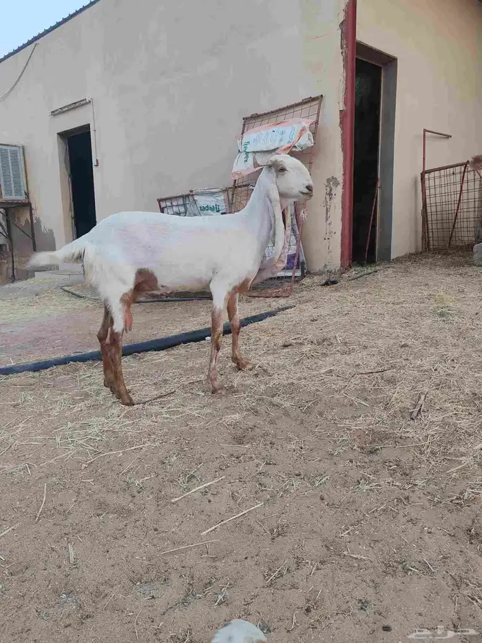 عنز هولندية 8