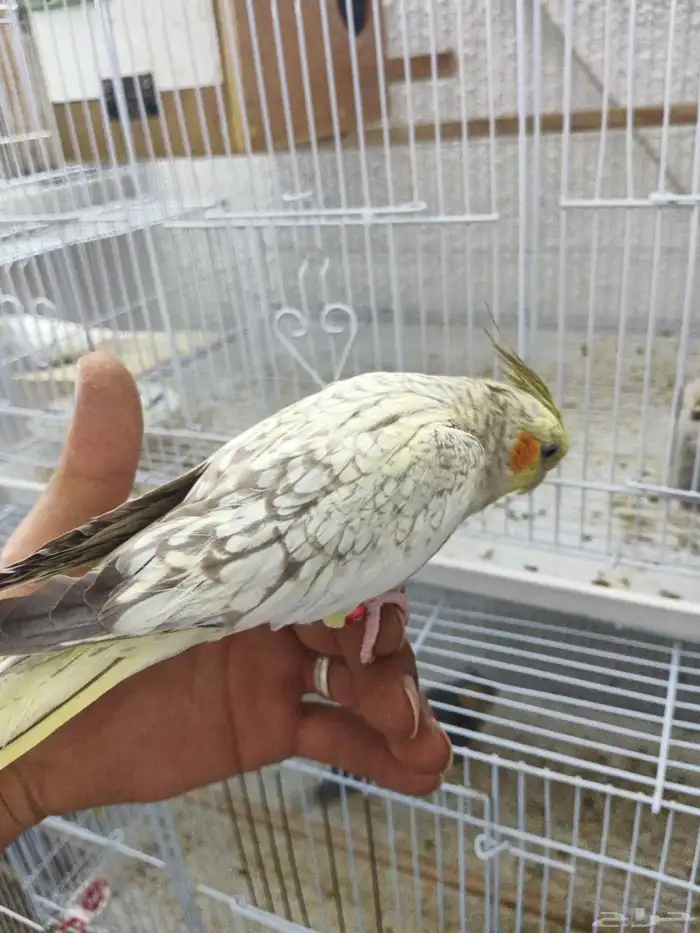 كروان اليف 0