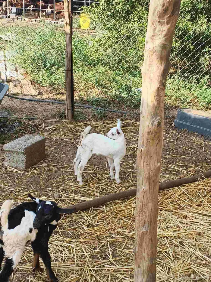 أعراض لك غنم مناتيج وقروب وجفار 5