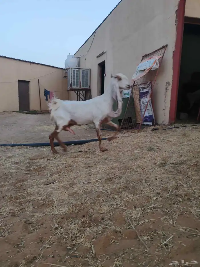 عنز هولندية 5