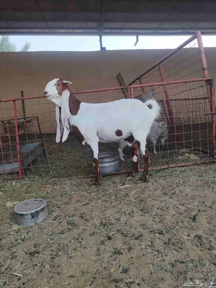 عنز هولندية 4