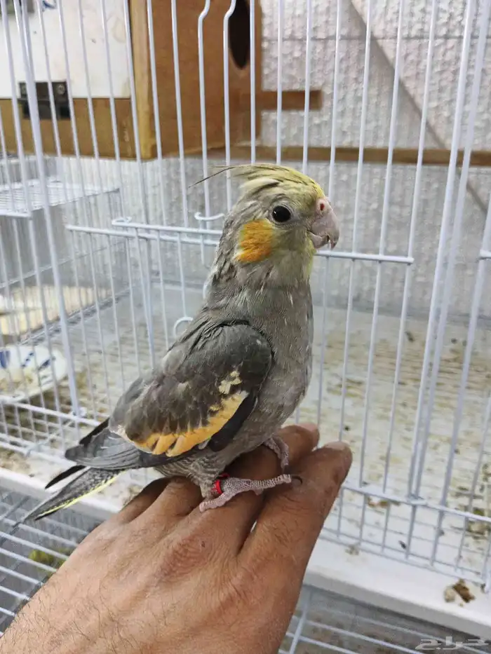 فرخ كروان اليف وهدد 2