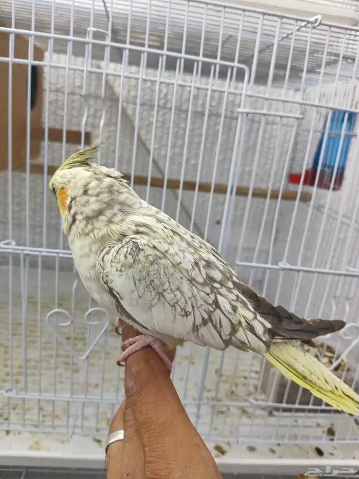 كروان اليف 1