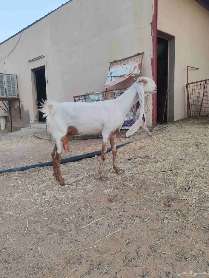 عنز هولندية 9