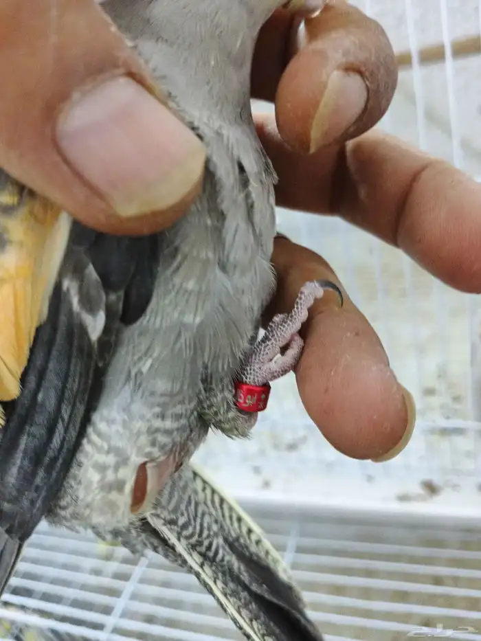 فرخ كروان اليف وهدد 1