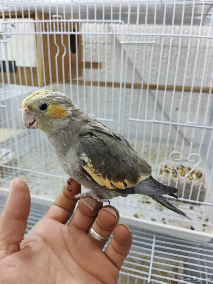 فرخ كروان اليف وهدد 0