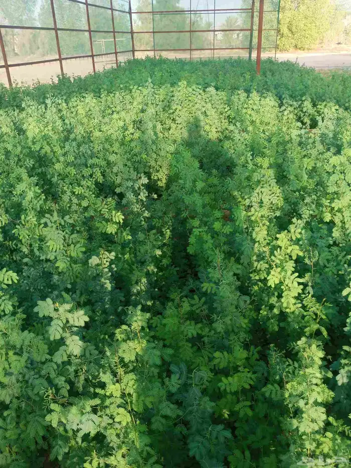 متوفر حاليا  أشجار ثمر وطلح وقرض أفريقي السعر 3 ريال 0