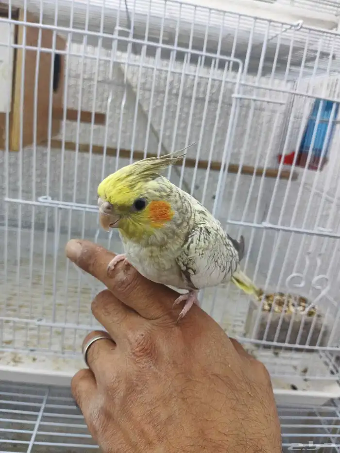 كروان اليف 2