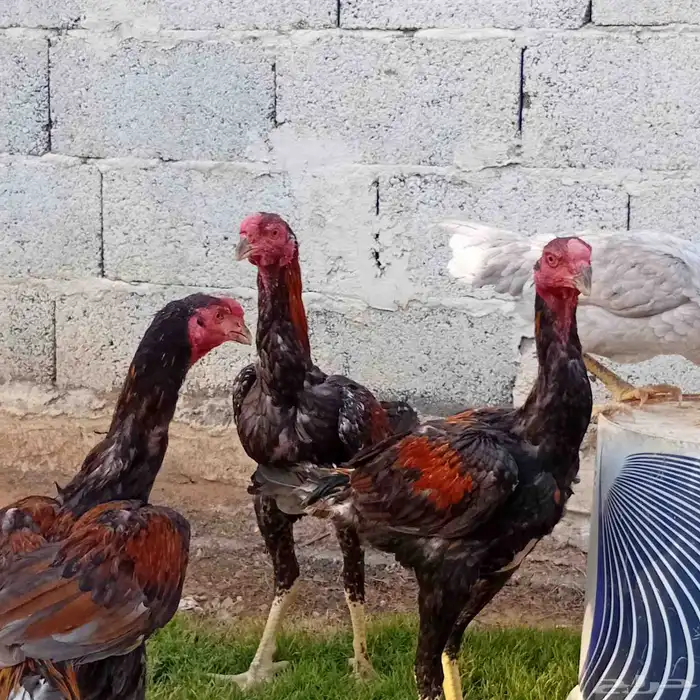 ديك سندي فارسي 2