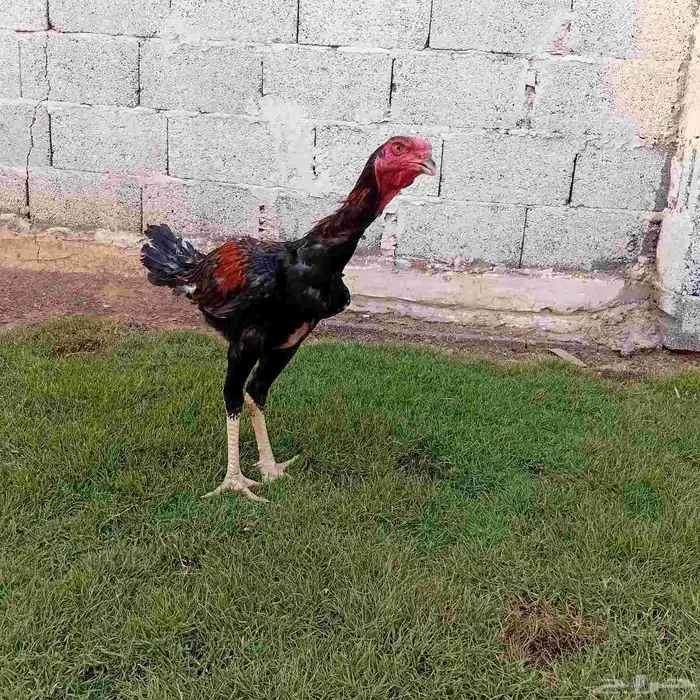 ديك سندي فارسي 5