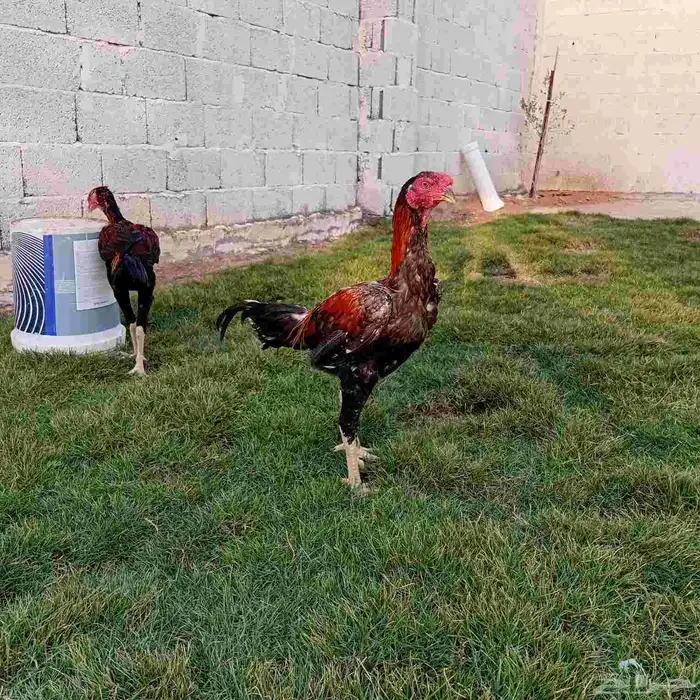 ديك سندي فارسي 8