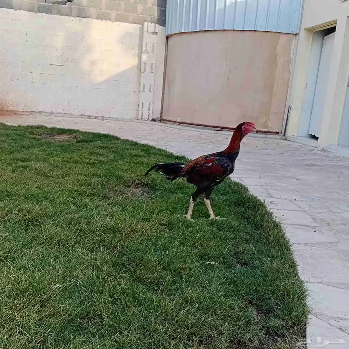 ديك سندي فارسي 9
