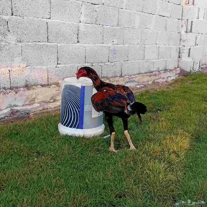 ديك سندي فارسي 1