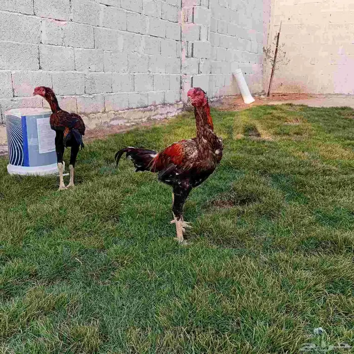 ديك سندي فارسي 3