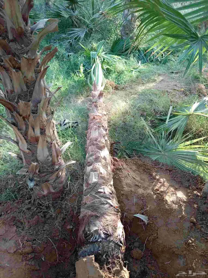 نخل امريكي ابو مروحه زينه للفلل ولاستراحات 0
