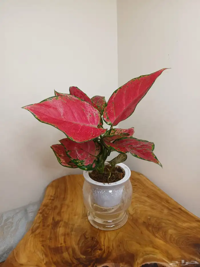 نبتات داخلية زينة طبعيه 12