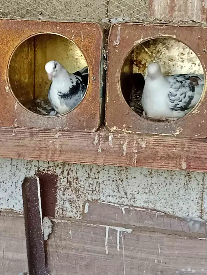 حمام ملبس للبيع 4