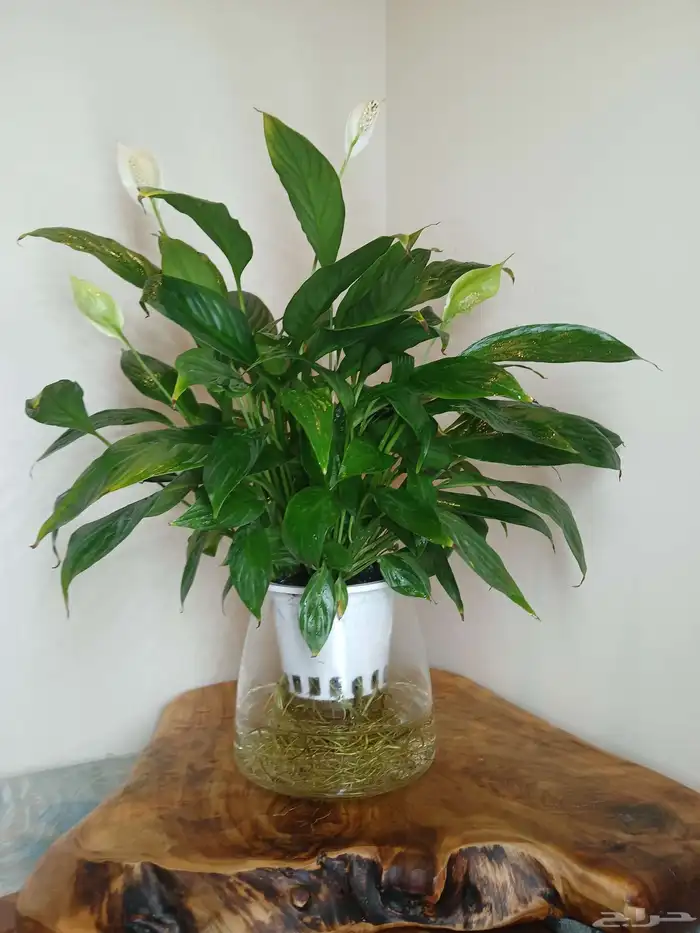 نبتات داخلية زينة طبعيه 3