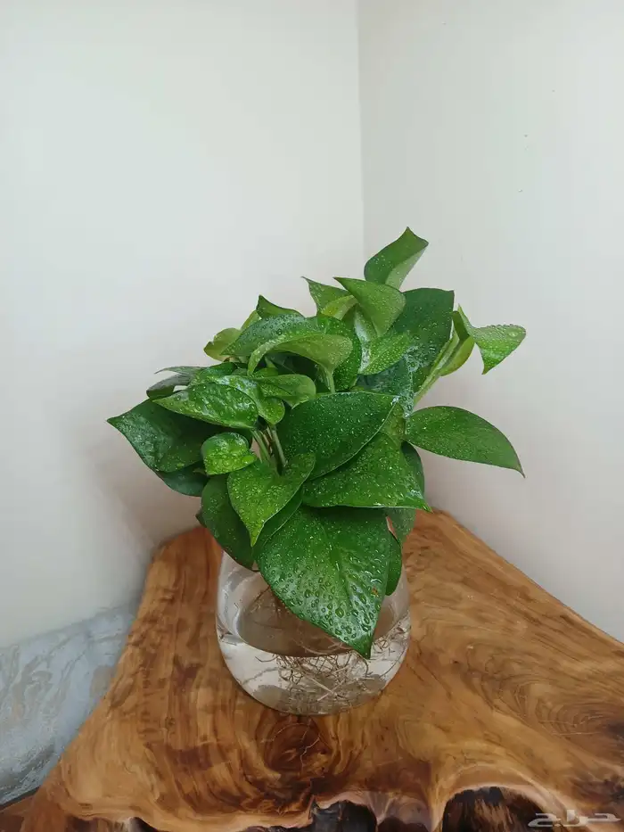 نبتات داخلية زينة طبعيه 7