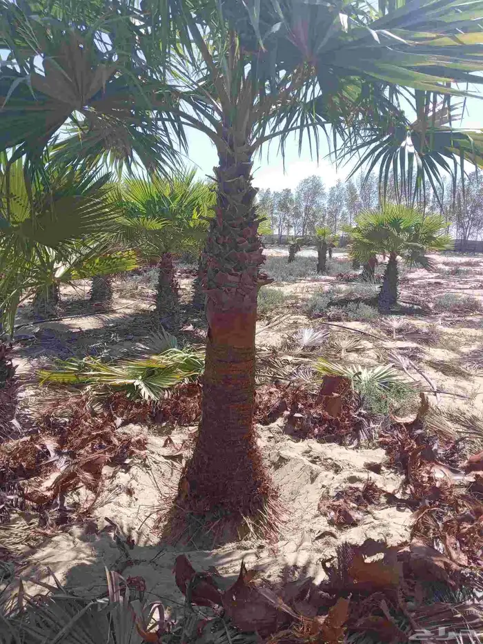 زراعة النخيل الوشنطن وزرعه العشب الطبيعي وزرعه الشجار وتسيك 1