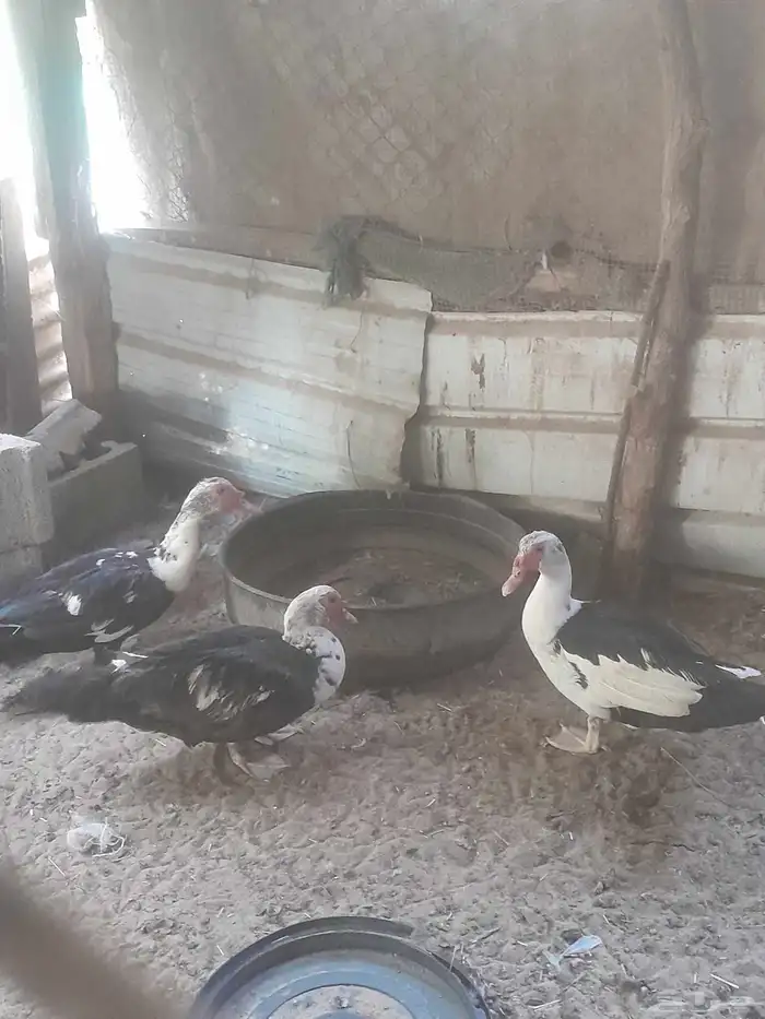 2زكور بط 0