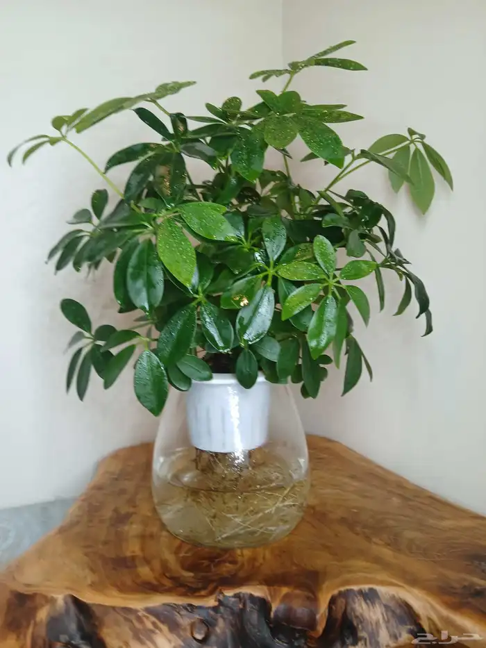 نبتات داخلية زينة طبعيه 0